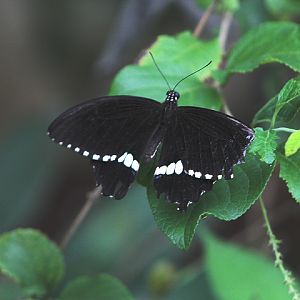 Javan mormon (Papilio polytes javanus) - Aviary Park