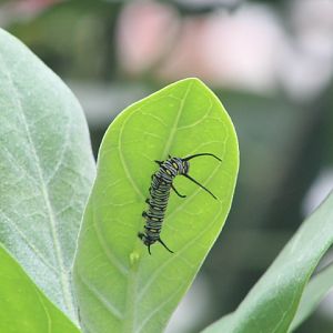 Plain tiger caterpillar (Danaus chrysippus chrysippus) - Aviary Park