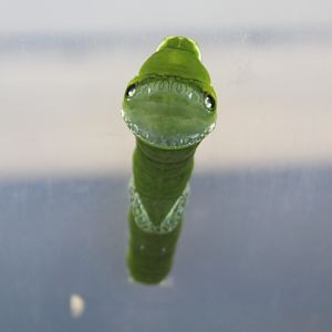 Great mormon caterpillar (Papilio memnon cf. memnon) - Aviary Park
