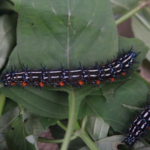Autumn leaf caterpillar (Doleschallia bisaltide cf. bisaltide) - Aviary Park