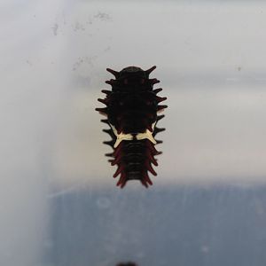 Javan rose caterpillar (Pachliopta adamas cf. adamas) - Aviary Park
