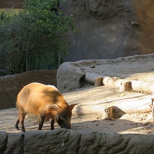 Red River Hog(8/23/2024)