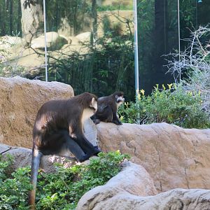 Red Tailed Guenon(8/23/2024)