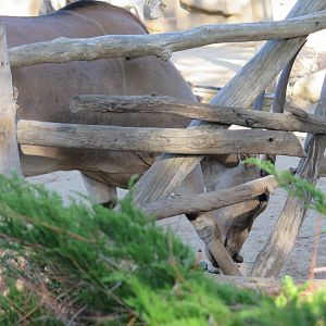 Common Eland(8/23/2024)