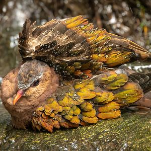 Common emerald dove : Cotswold WP : 14 Mar 2025