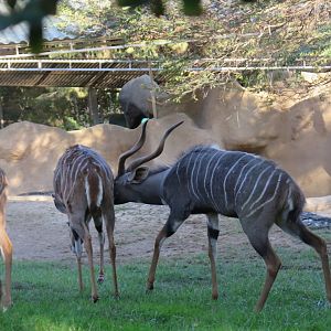 Lesser Kudu(8/23/2024)
