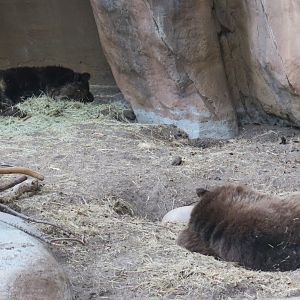 Grizzly Bear(8/23/2024)