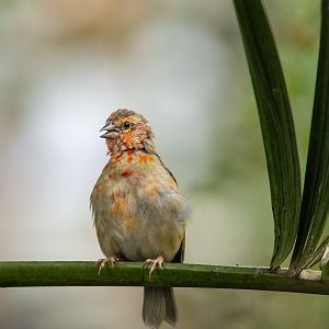 Red fody : Cotswold WP : 14 Mar 2025
