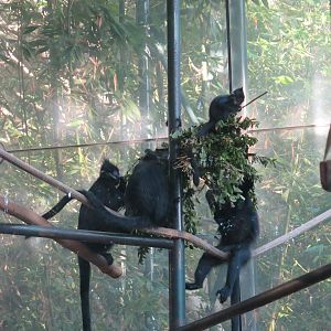 Francois's Langur(8/23/2024)