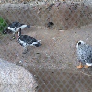 Emperor Goose & Red Breasted Goose(8/23/2024)