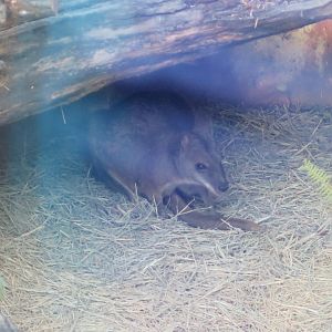 Parma Wallaby (8/23/2024)
