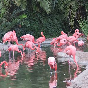 American Flamingo(8/23/2024)