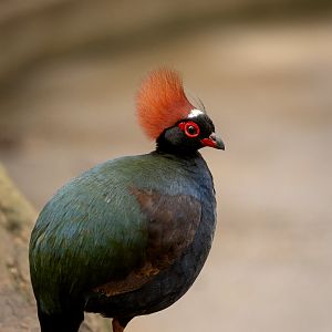 Crested partridge : Cotswold WP : 14 Mar 2025