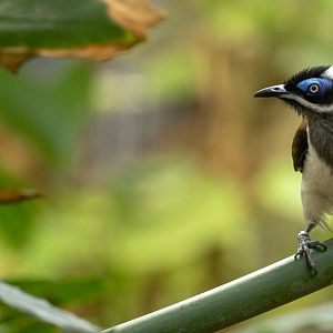 Blue-faced honeyeater : Cotswold WP : 14 Mar 2025