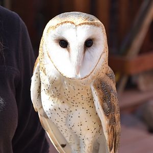 Liberty Wildlife - American Barn Owl (Tyto furcata pratincola)