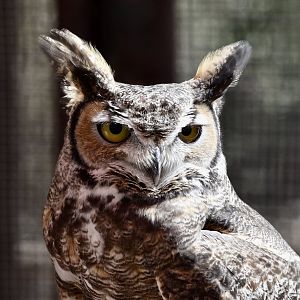 Liberty Wildlife - Great Horned Owl (Bubo virginianus)