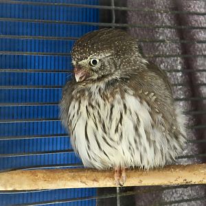 Liberty Wildlife - Northern Pygmy Owl (Glaucidium californicum californicum)