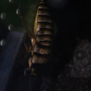 Hallowen hisser (Elliptorhina javanica) - Aviary Park