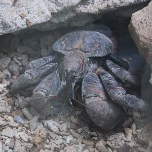 Coconut crab (Birgus latro) - Aviary Park