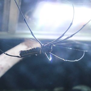 Giant golden orb-weaver (Nephila pilipes)