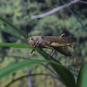Javanese bird grasshopper (Valanga nigricornis javanica) - Aviary Park
