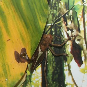 Dragon-headed katydid (Lesina intermedia) - Aviary Park
