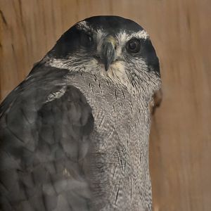 Liberty Wildlife - American Goshawk (Astur atricapillus)