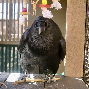 Liberty Wildlife - Chihuahuan Raven (Corvus cryptoleucus)
