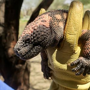 Liberty Wildlife - Gila Monster (Heloderma suspectum)