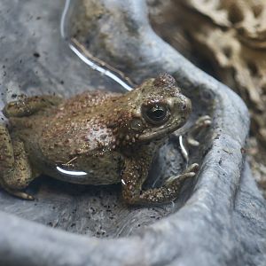 Liberty Wildlife - Red-Spotted Toad (Anaxyrus punctatus)