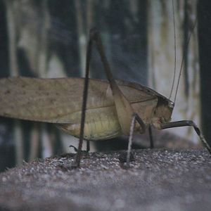 Malayan bush cricket (Mecopoda elongata) - Aviary Park