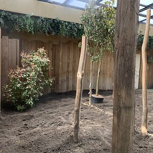 New layer of ground and bushes to the indoor okapi enclosure