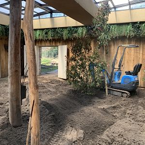 New layer of ground and bushes to the indoor okapi enclosure