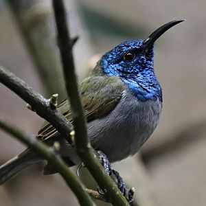 Green-headed sunbird (Cyanomitra verticalis)