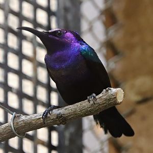 Splendid sunbird (Cinnyris coccinigastrus)