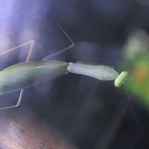 Indochina giant mantis (Hierodula patellifera) - Aviary Park