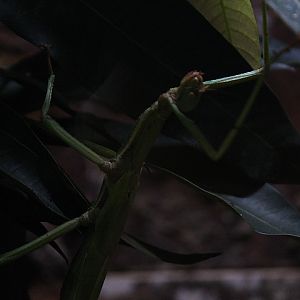 Orange-winged stick insect (Paracyphocrania major) - Aviary Park
