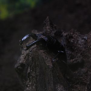 Buquett's stag beetle (Hexarthrius buquettii) - Aviary Park
