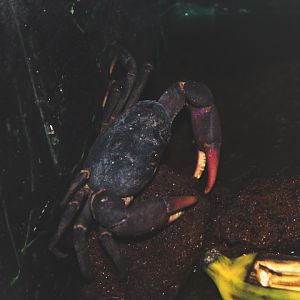 Purple land crab (Gecarcoidea lalandii) - Aviary Park