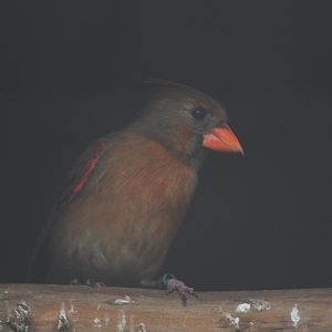 Red cardinal (Cardinalis cardinalis) - Aviary Park