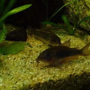 Corydoras (Aquazoo Leerdam)