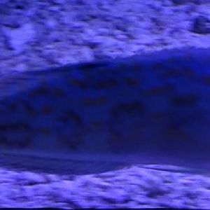 Wrasse ID (Aquazoo Leerdam)