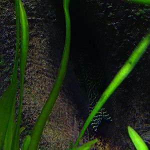 Pleco ID (Aquazoo Leerdam)