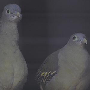 Grey-cheeked green pigeon (Treron griseicauda) - Aviary Park