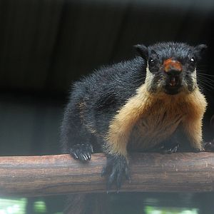White-cheeked giant squirrel (Ratufa bicolor leucogenys) - Aviary Park