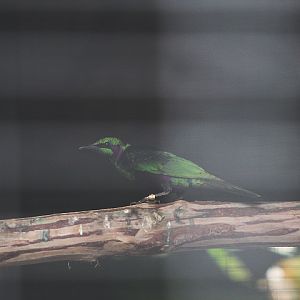 Emerald starling (Lamprotornis iris) - Aviary Park