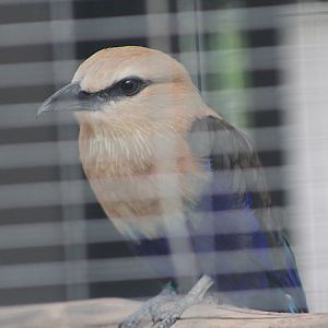 Blue-bellied roller (Coracias cyanogaster) - Aviary Park