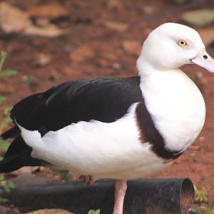 Black-backed radjah shelduck (Radjah radjah radjah) - Aviary Park
