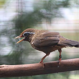 Chinese hwamei (Garrulax canorus canorus) - Aviary Park