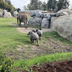 African elephant calves